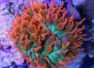 rainbow bubble tip anemone