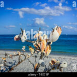 uncover the shell strewn coasts of florida a journey to seashell paradise
